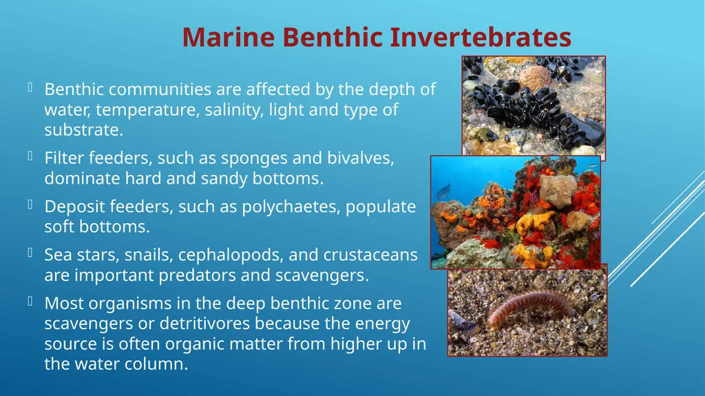 MARINE INVERTEBRATES Animals that do not have a - slide 4 of 6