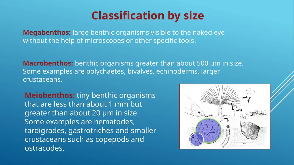MARINE INVERTEBRATES Animals that do not have a - slide 5 of 6