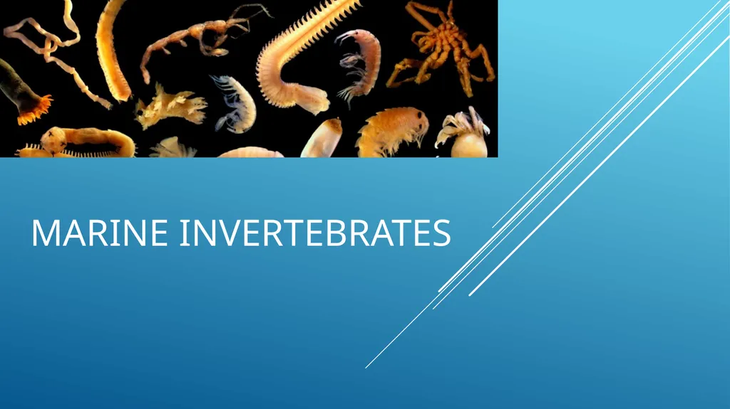 MARINE INVERTEBRATES Animals that do not have a - slide 1 of 6