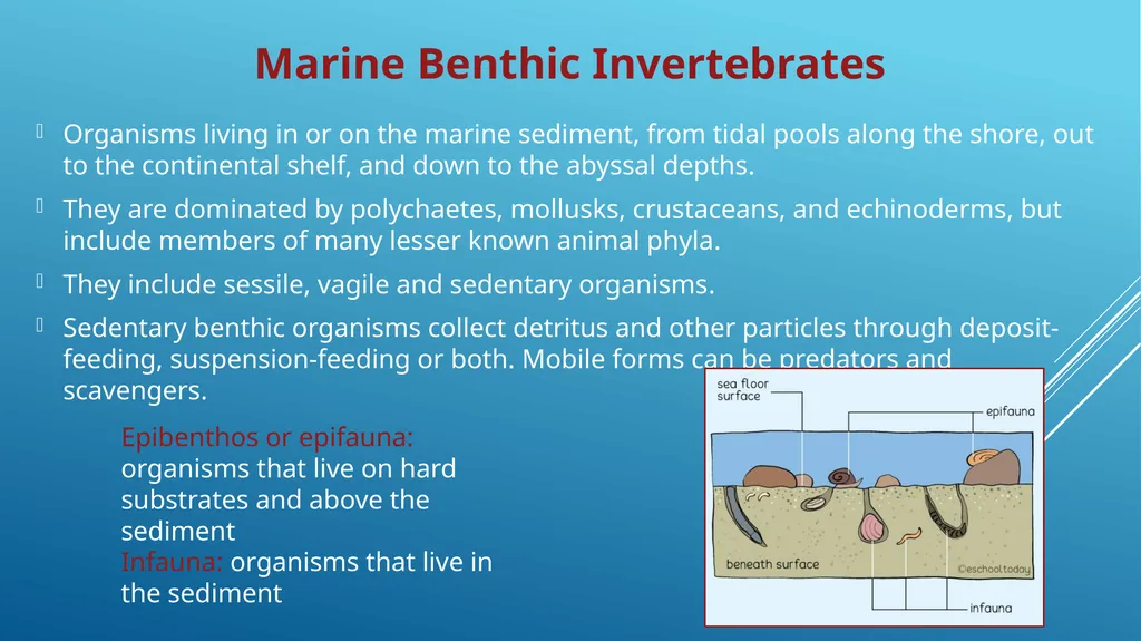 MARINE INVERTEBRATES Animals that do not have a - slide 3 of 6