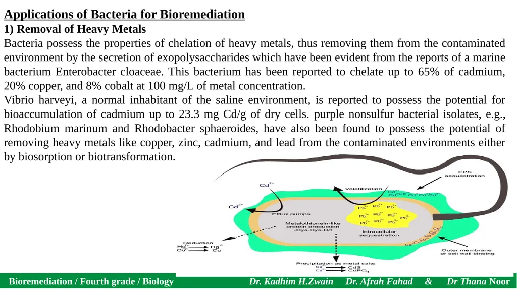 Bioremediation / Fourth grade / Biology Dr. Kadhim - slide 6 of 12