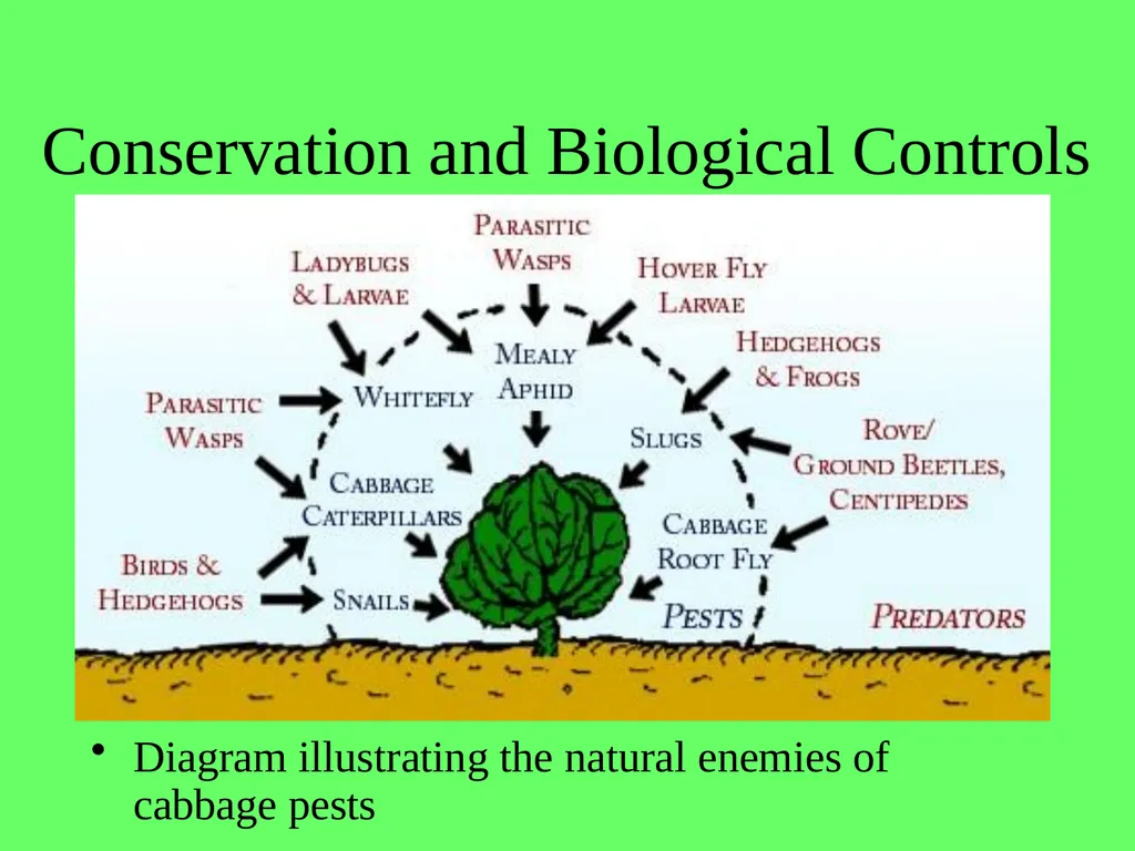1.4.9 Human Impact on an Ecosystem 2 Conservation - slide 18 of 44