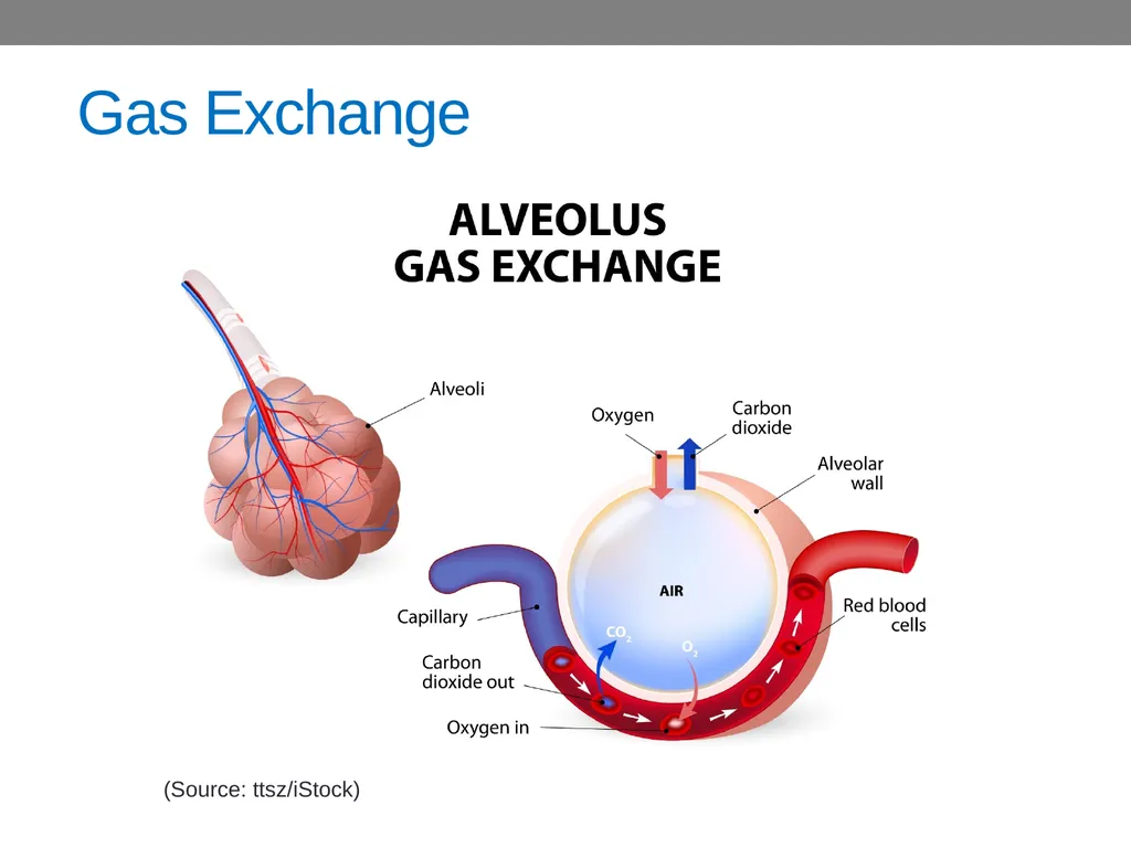 CHAPTER 4 Basic Concepts in Industrial Toxicology - slide 28 of 35