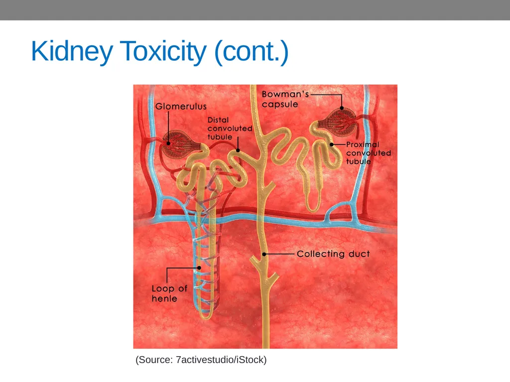 CHAPTER 4 Basic Concepts in Industrial Toxicology - slide 24 of 35