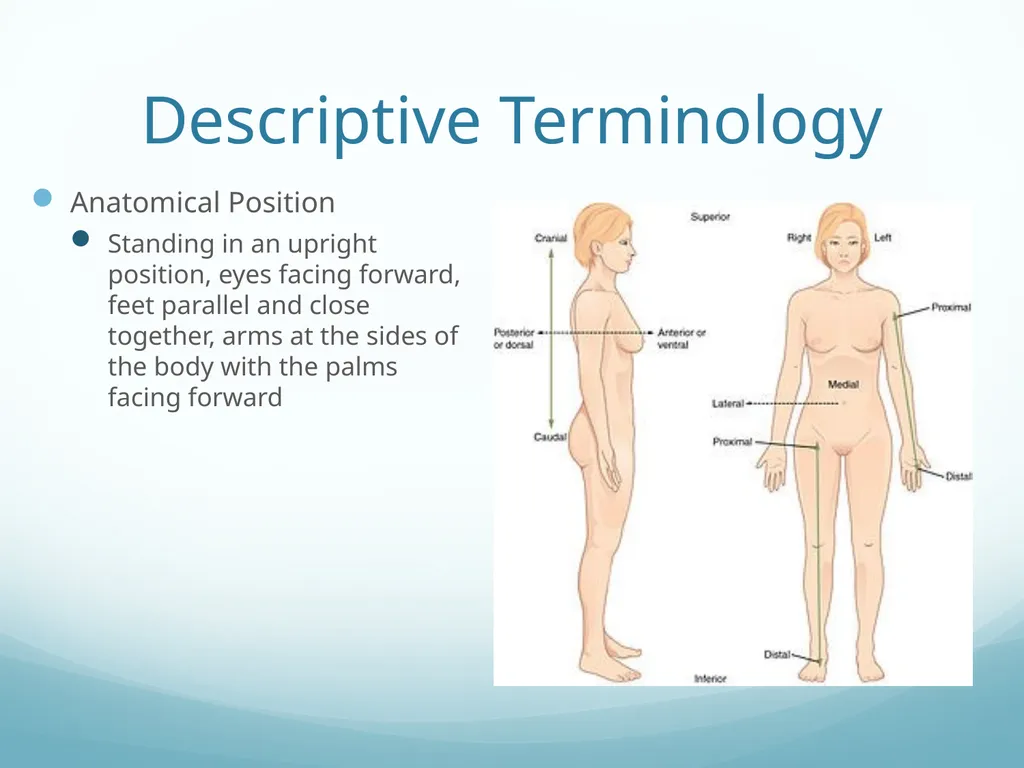 Intro to Functional Anatomy Ch. 1 Lippert p. 3-10 - slide 4 of 18