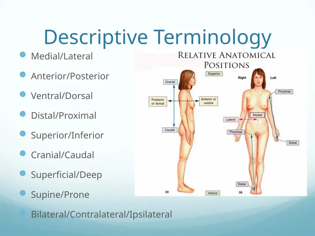Intro to Functional Anatomy Ch. 1 Lippert p. 3-10 - slide 6 of 18