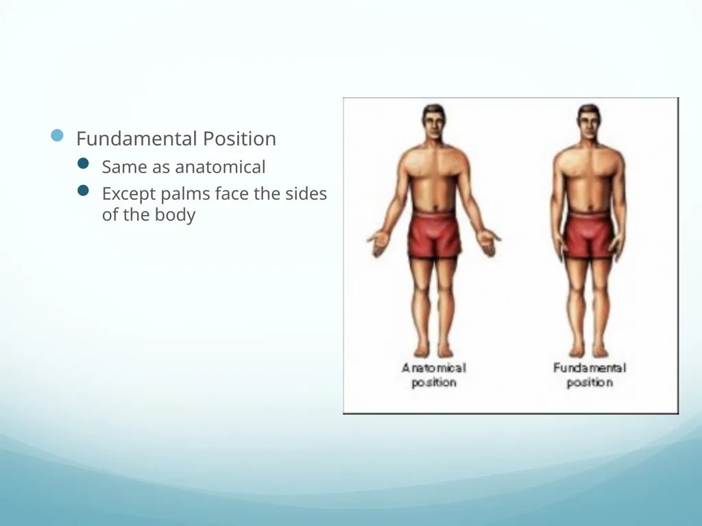 Intro to Functional Anatomy Ch. 1 Lippert p. 3-10 - slide 5 of 18