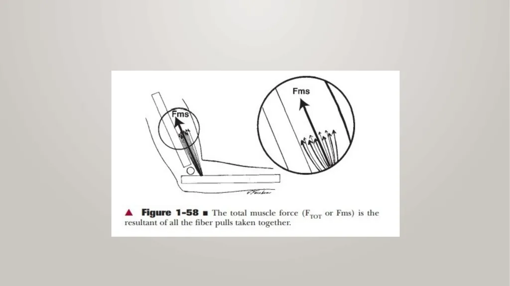 BIOMECHANICS KINESIS – Movement + Logous – Study - slide 42 of 45