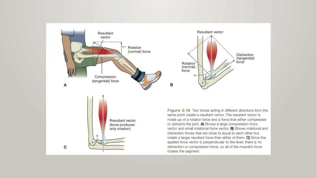 BIOMECHANICS KINESIS – Movement + Logous – Study - slide 43 of 45