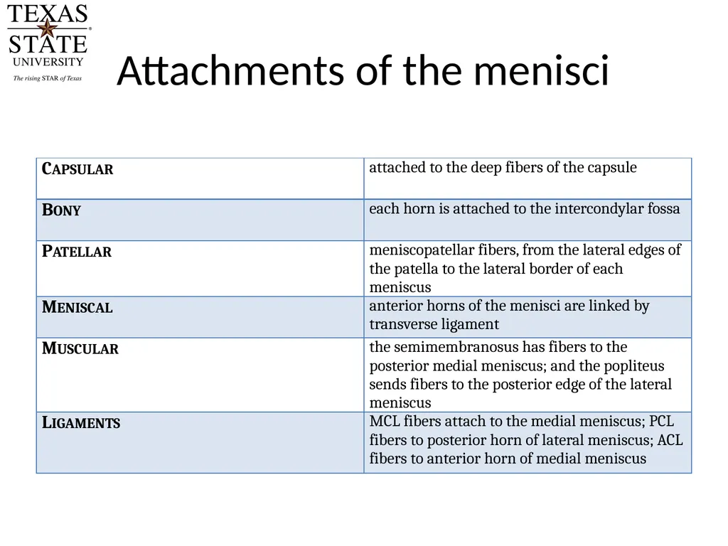 Knee Biomechanics Joint Positions Resting position - slide 18 of 20