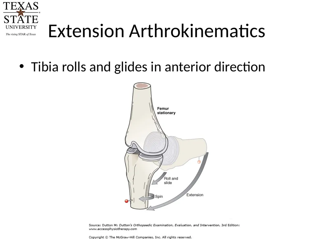 Knee Biomechanics Joint Positions Resting position - slide 5 of 20