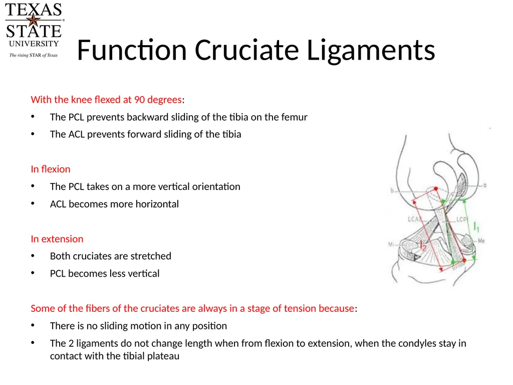 Knee Biomechanics Joint Positions Resting position - slide 7 of 20