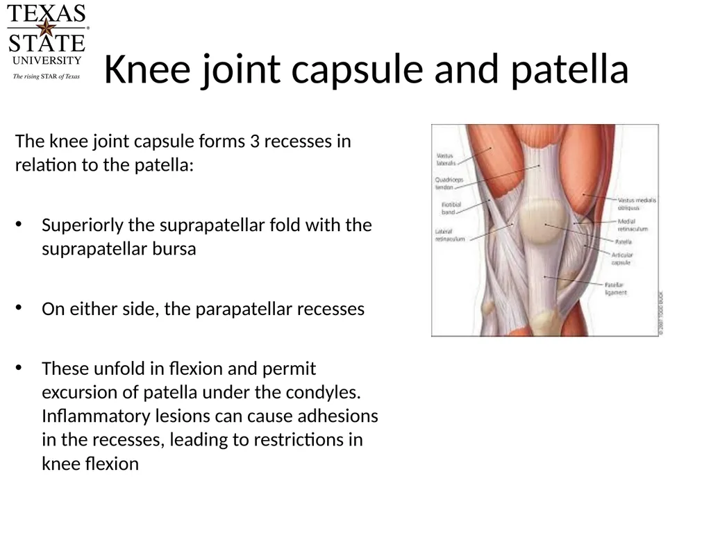 Knee Biomechanics Joint Positions Resting position - slide 15 of 20