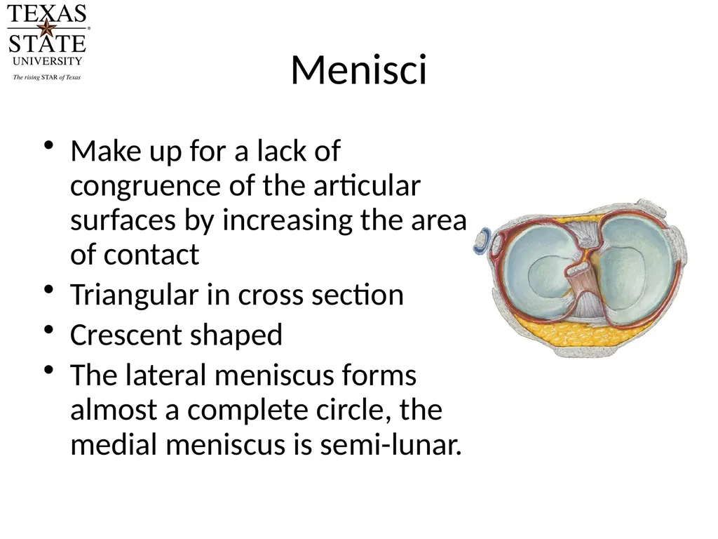 Knee Biomechanics Joint Positions Resting position - slide 17 of 20