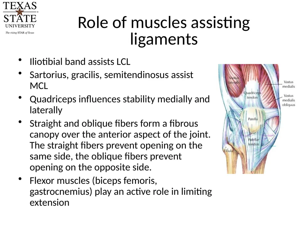 Knee Biomechanics Joint Positions Resting position - slide 8 of 20