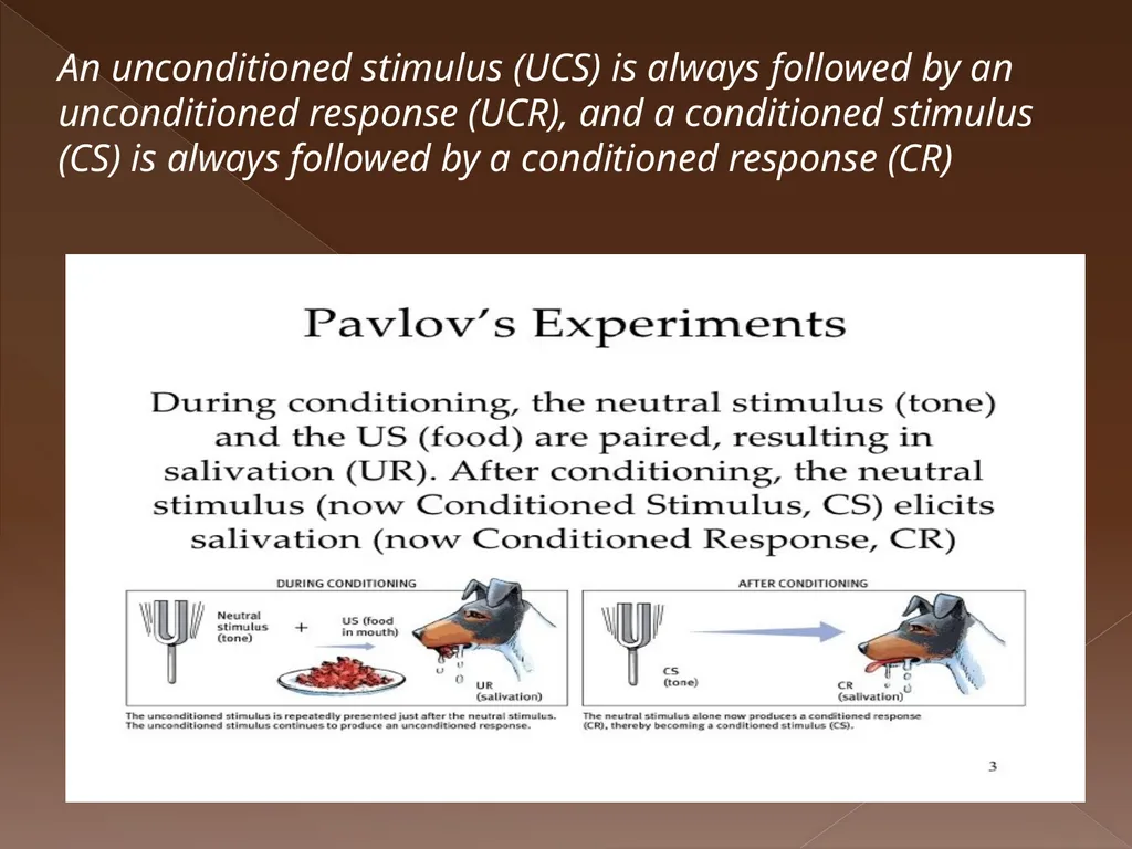 Classical Conditioning Learning Learning is a key - slide 19 of 30