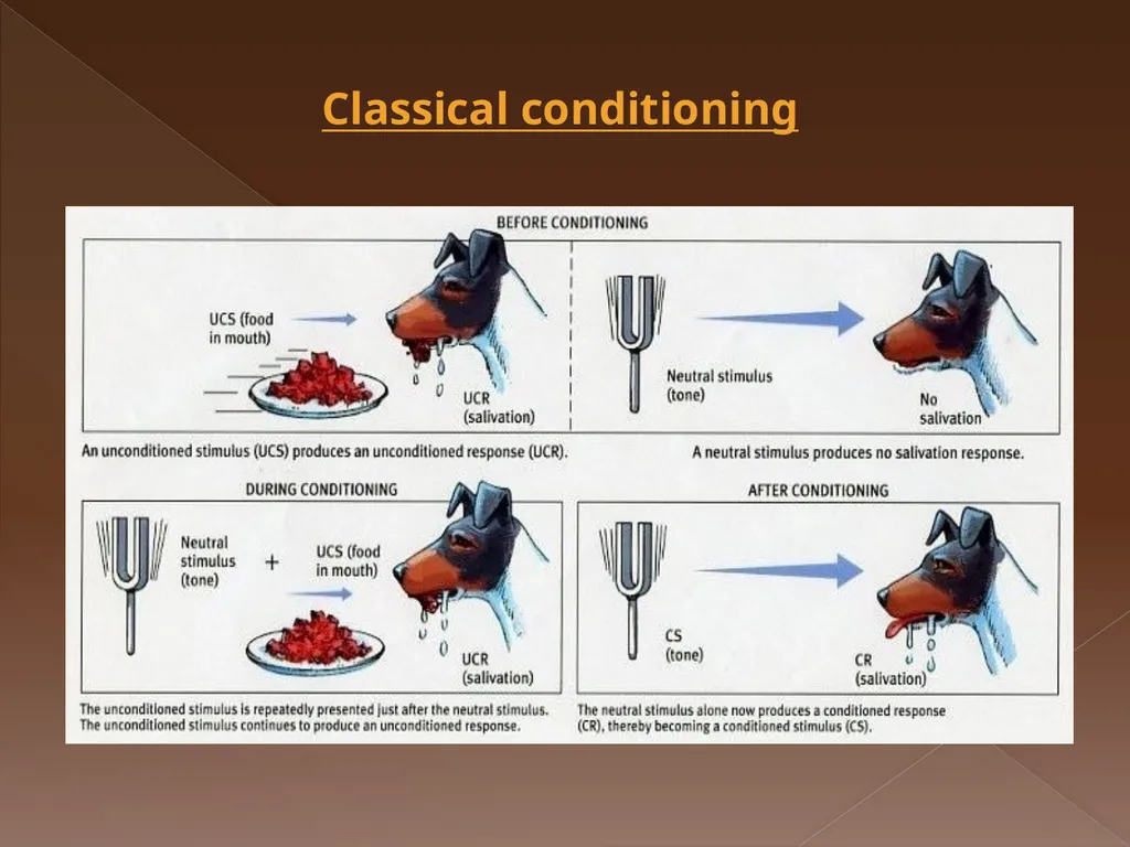 Classical Conditioning Learning Learning is a key - slide 12 of 30