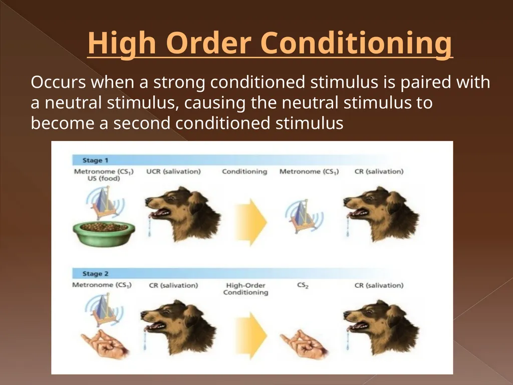 Classical Conditioning Learning Learning is a key - slide 25 of 30