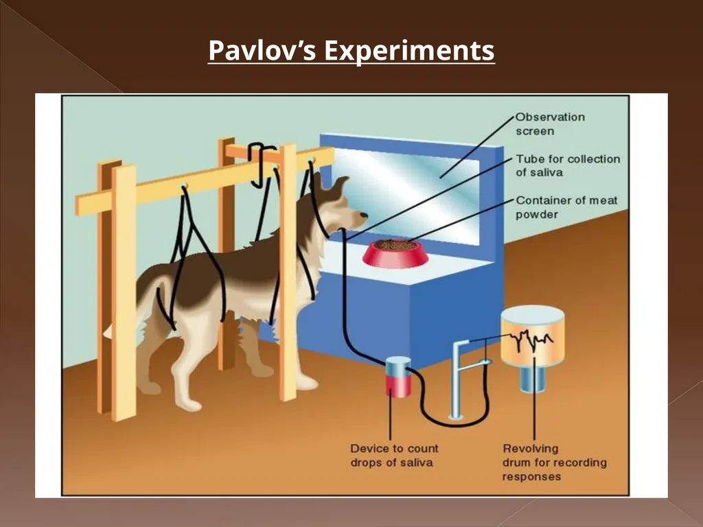 Classical Conditioning Learning Learning is a key - slide 11 of 30