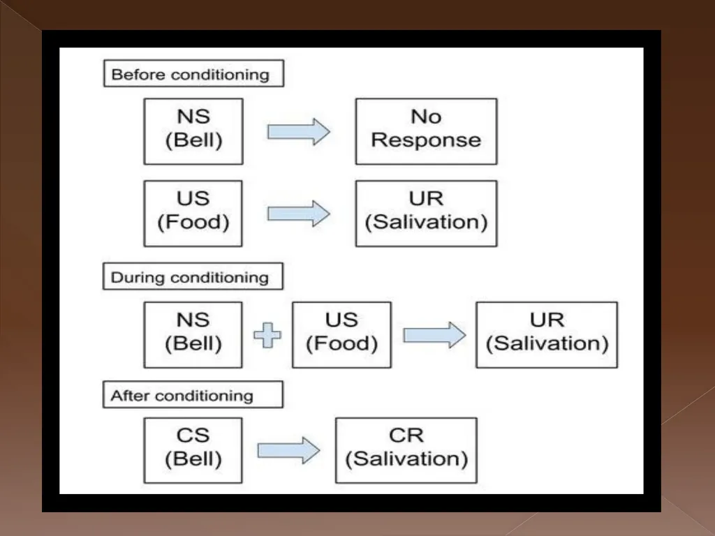 Classical Conditioning Learning Learning is a key - slide 20 of 30