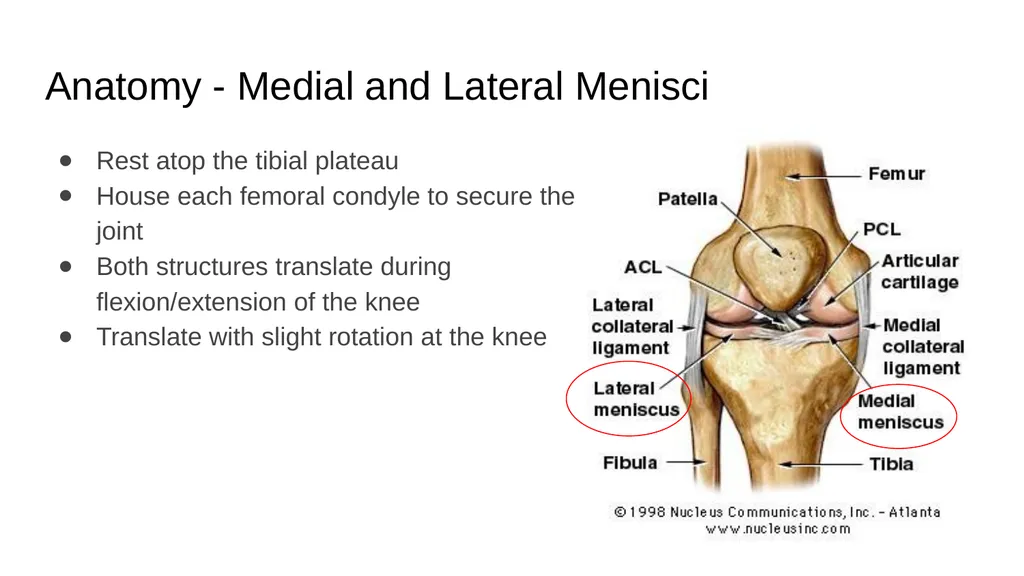 The Meniscus: Injuries, Management and - slide 5 of 74