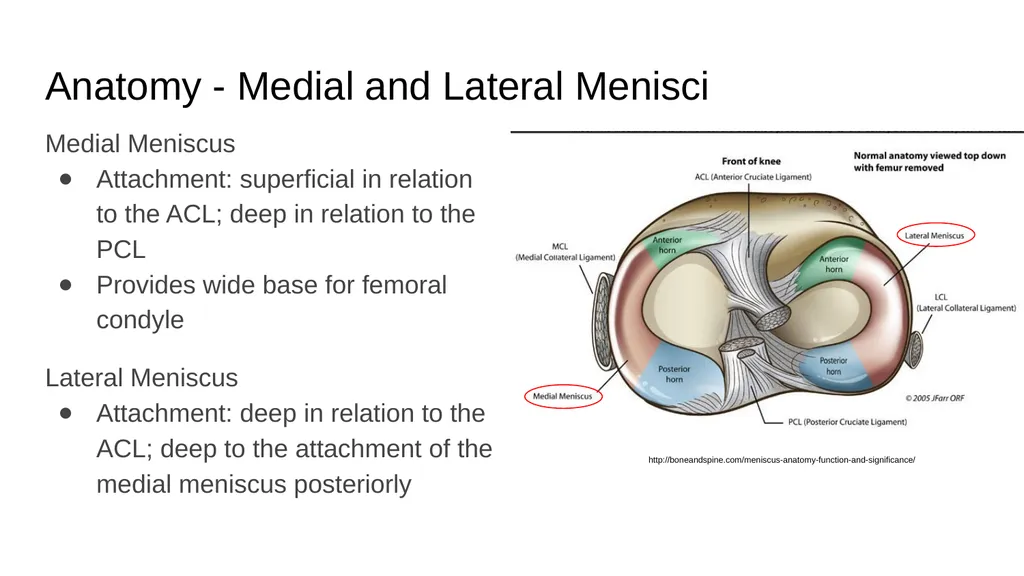 The Meniscus: Injuries, Management and - slide 6 of 74