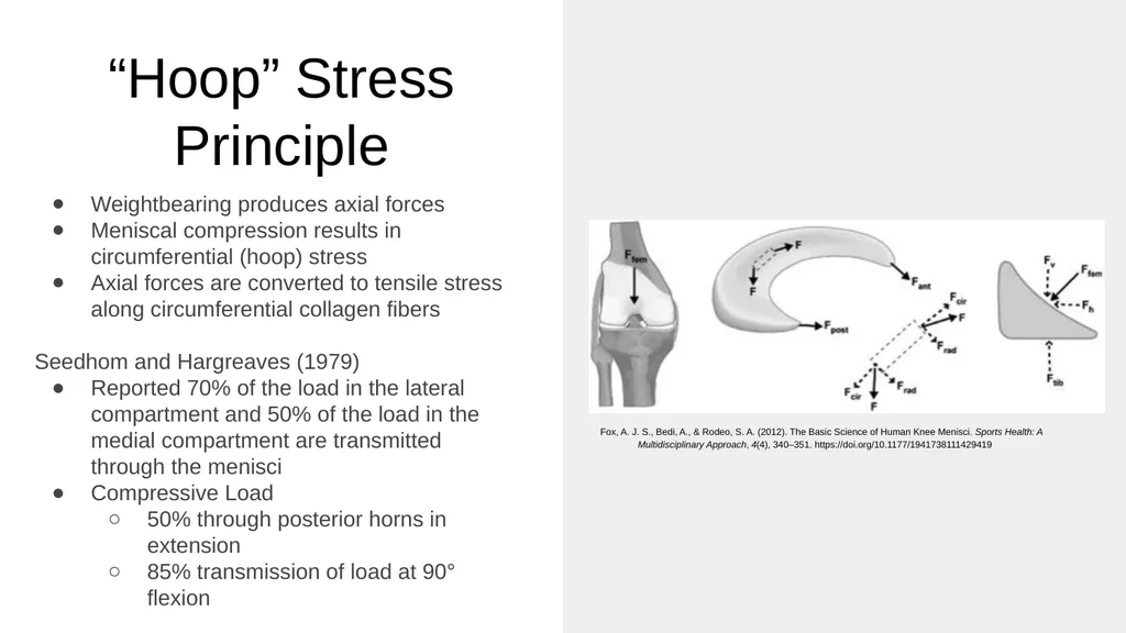 The Meniscus: Injuries, Management and - slide 14 of 74