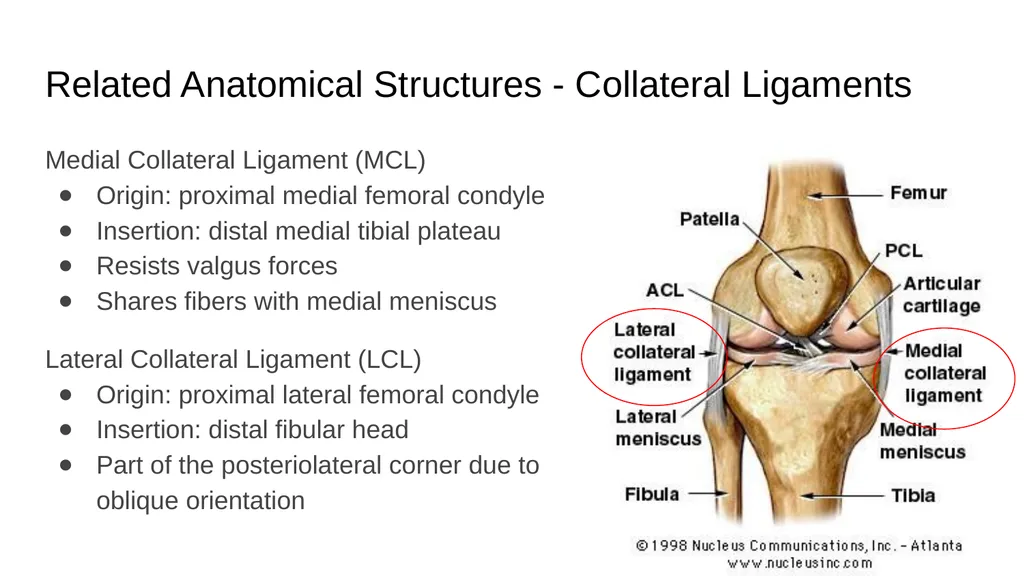 The Meniscus: Injuries, Management and - slide 11 of 74