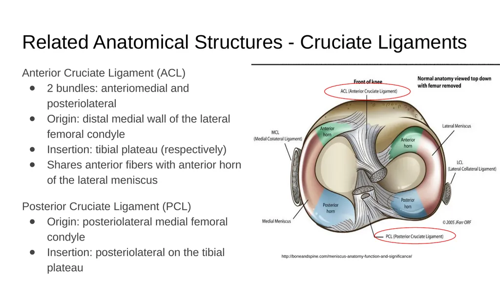 The Meniscus: Injuries, Management and - slide 12 of 74