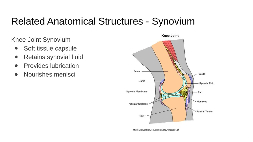 The Meniscus: Injuries, Management and - slide 13 of 74