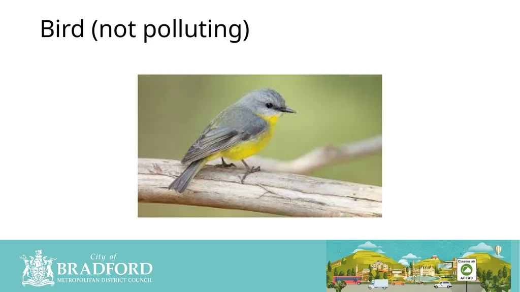 What Causes Pollution Yes /No/Unsure Clean Air - slide 8 of 23