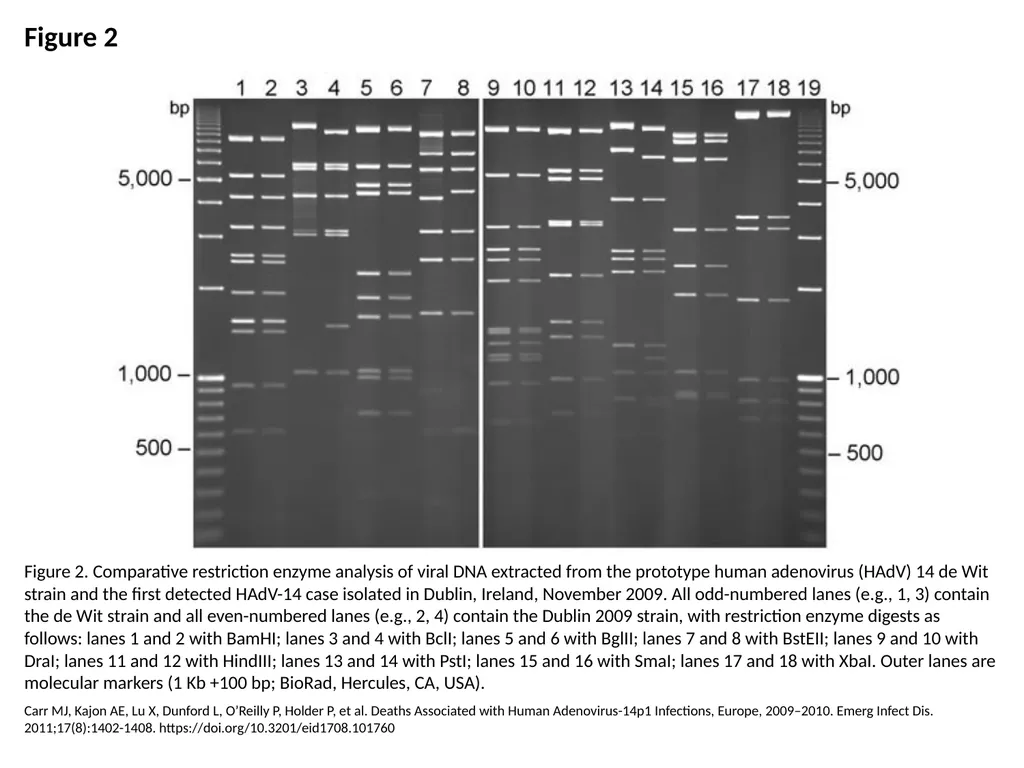 Figure 2 Figure 2. Comparative restriction enzyme