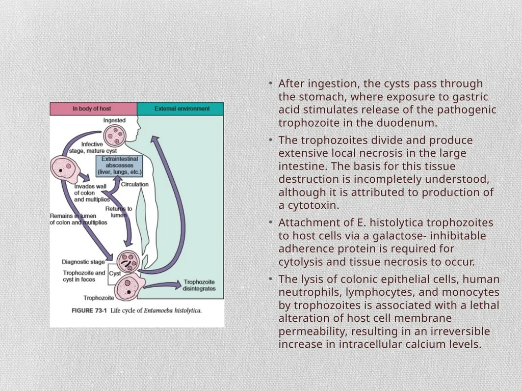 Entamoeba histolytica MIC 25 Amebae are primitive - slide 4 of 14
