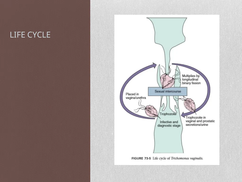 Entamoeba histolytica MIC 25 Amebae are primitive - slide 12 of 14