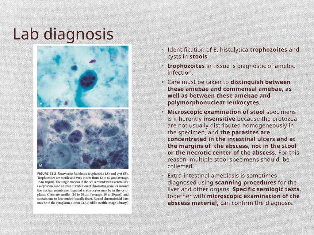Entamoeba histolytica MIC 25 Amebae are primitive - slide 8 of 14