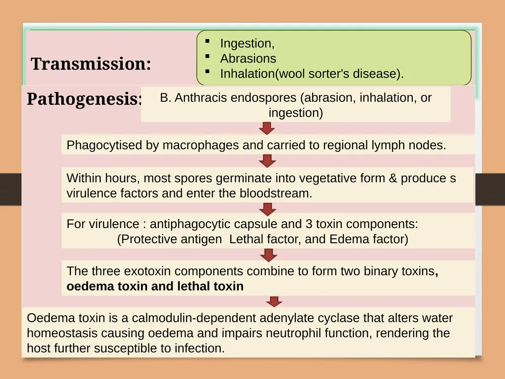 ANTHRAX UNIT-5 Dr. Anil Kumar Asst. Professor - slide 3 of 6