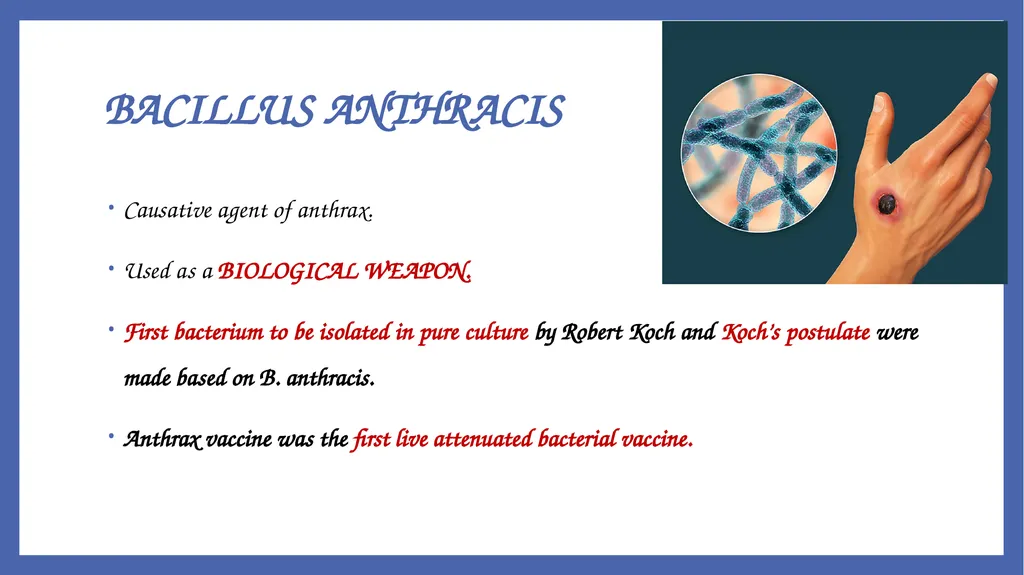 Bacillus anthracis Dr. Priyanka Chaturvedi - slide 2 of 28