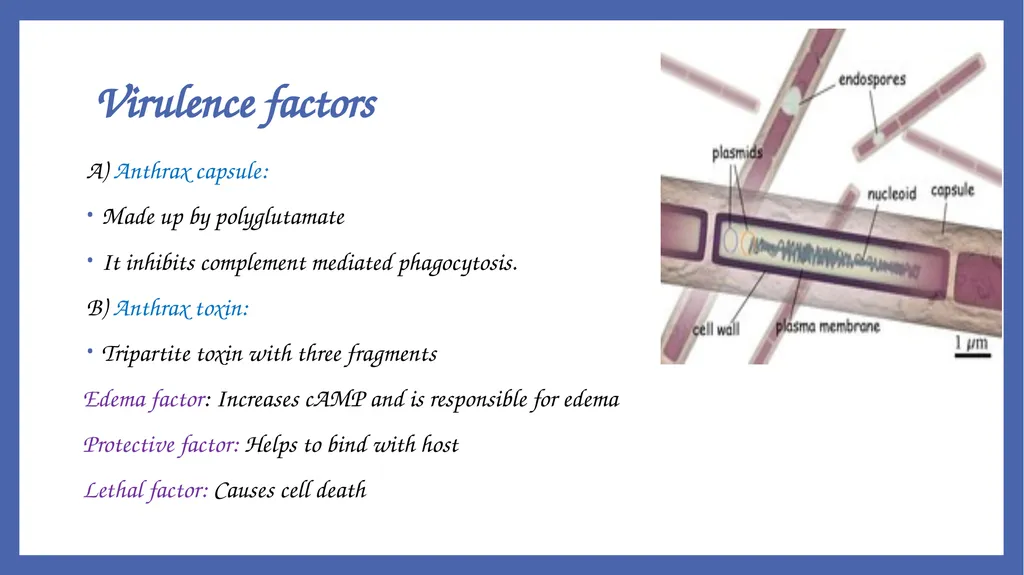 Bacillus anthracis Dr. Priyanka Chaturvedi - slide 6 of 28