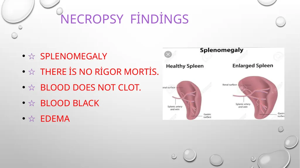 ÖRNEK SUNU-7 ANTHRAX What is anthrax? Is anthrax - slide 9 of 12