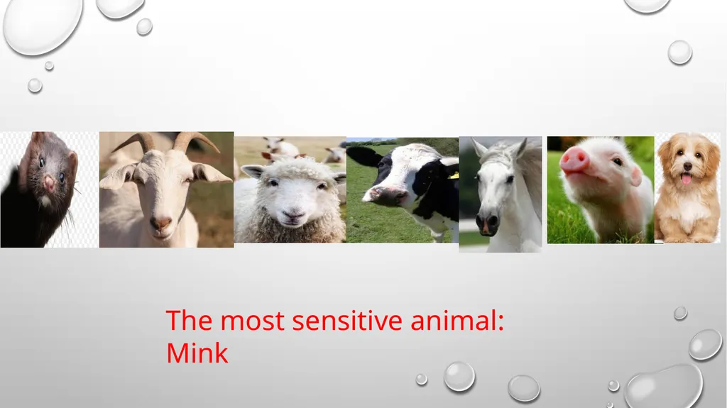 ÖRNEK SUNU-7 ANTHRAX What is anthrax? Is anthrax - slide 7 of 12