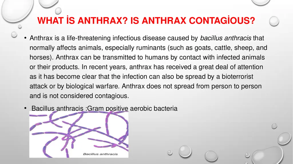 ÖRNEK SUNU-7 ANTHRAX What is anthrax? Is anthrax - slide 3 of 12