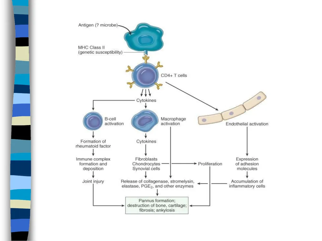 RHEUMATOID ARTHRITIS Doç.Dr.Demet Tekdöş - slide 18 of 31