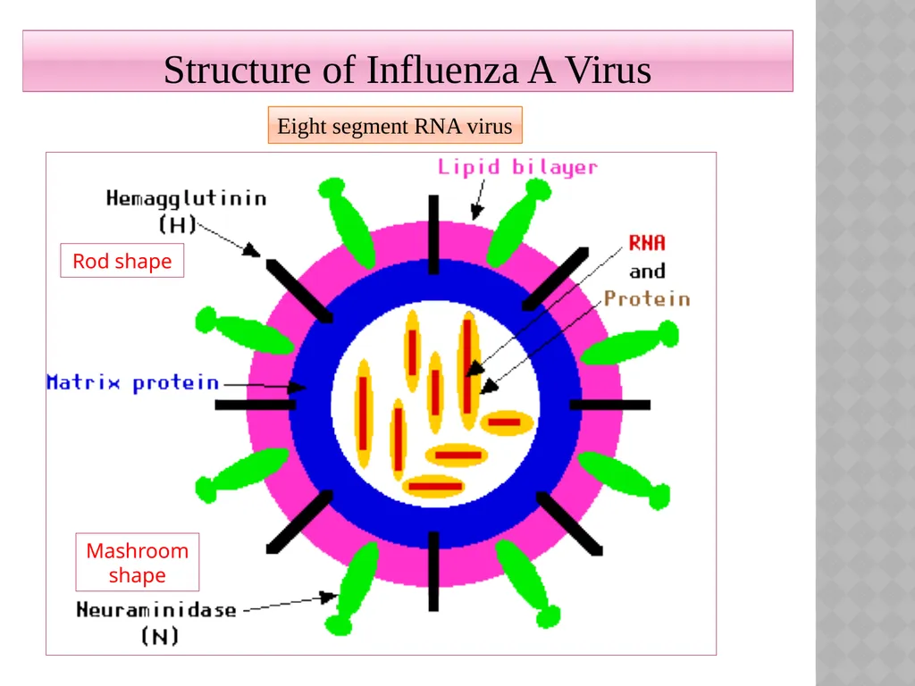 ‘Veterinary Epidemiology & Zoonoses’ VPH-321 - slide 4 of 18