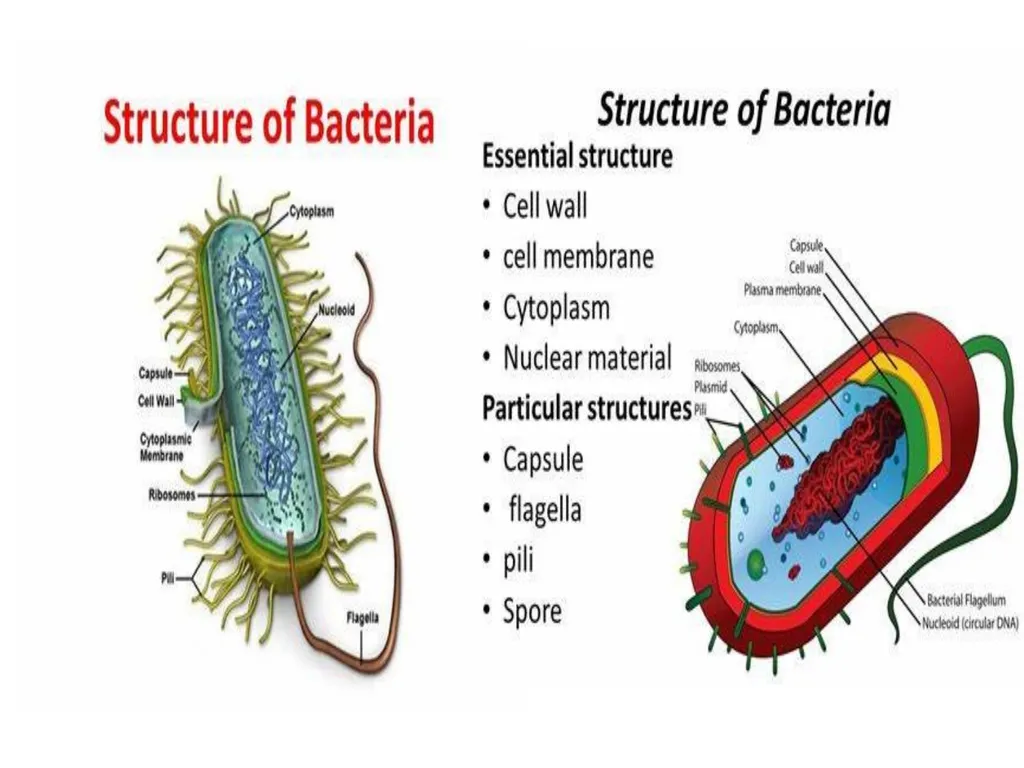DR. SUDHA KUMARI Assistant Proffecer Department of - slide 5 of 21