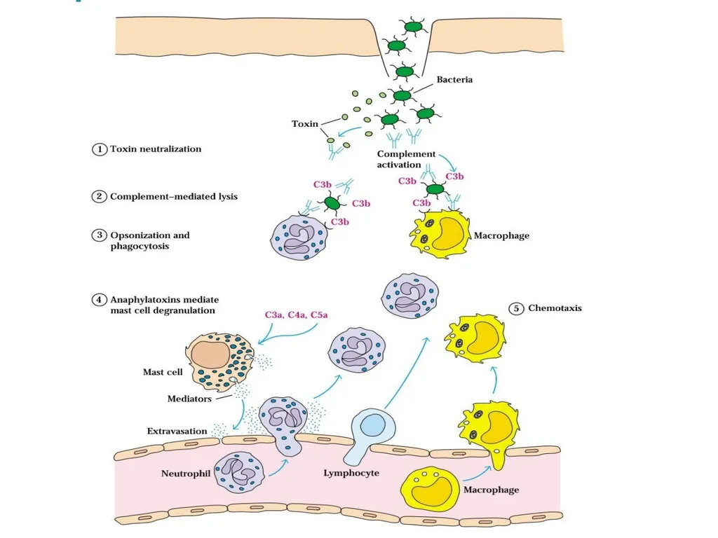 Immune Response to Bacterial Infection Dr Mohammed - slide 14 of 16
