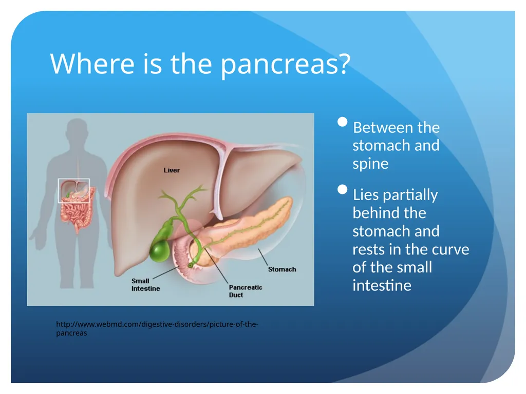 Pancreatic cancer By Linda Sircy Where is the - slide 2 of 19
