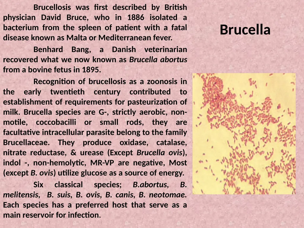Brucella Brucellosis was first described by - slide 1 of 17