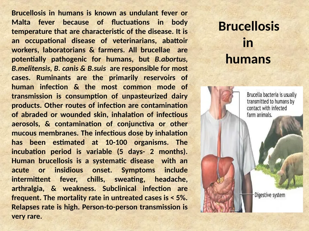 Brucella Brucellosis was first described by - slide 11 of 17