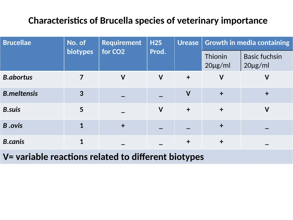 Brucella Brucellosis was first described by - slide 17 of 17