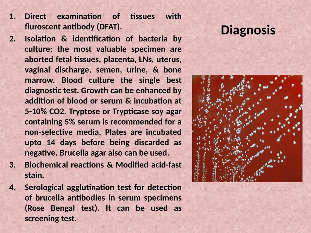 Brucella Brucellosis was first described by - slide 13 of 17